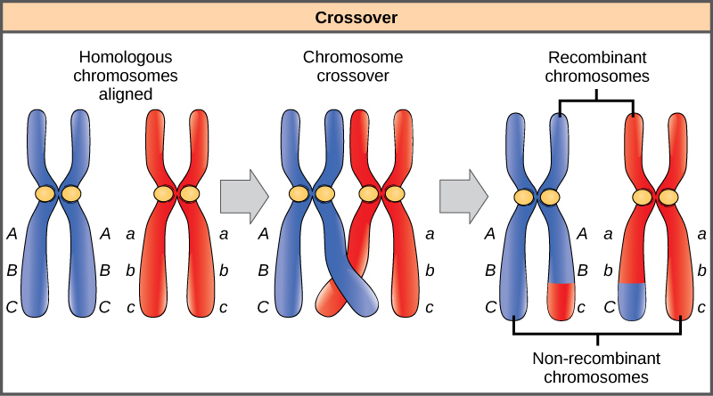 This illustration shows a pair of homologous chromosomes. One of the pair has the alleles ABC and the other has the alleles abc. During meiosis, crossover occurs between two of the chromosomes and genetic material is exchanged, resulting in one recombinant chromosome that has the alleles ABc and another that has the alleles abC. The other two chromosomes are non-recombinant and have the same arrangement of genes as before meiosis.