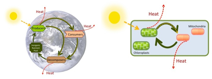 This diagram shows energy from the sun being transferred to producers, such as plants, as well as releasing heat. The producers in turn transfer the energy to consumers and decomposers, which release heat. Animals also transfer energy to decomposers.