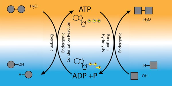 Hasil gambar untuk ATP drivers endergonic reaction