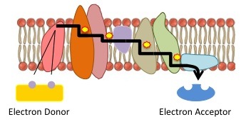 Electron transport chain