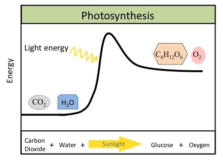 The photosynthesis equation is shown. According to this equation, six carbon dioxide molecules and six water molecules produce one sugar molecule and one oxygen molecule. The sugar molecule is made of 6 carbons, 12 hydrogens, and 6 oxygens. Sunlight is used as an energy source.
