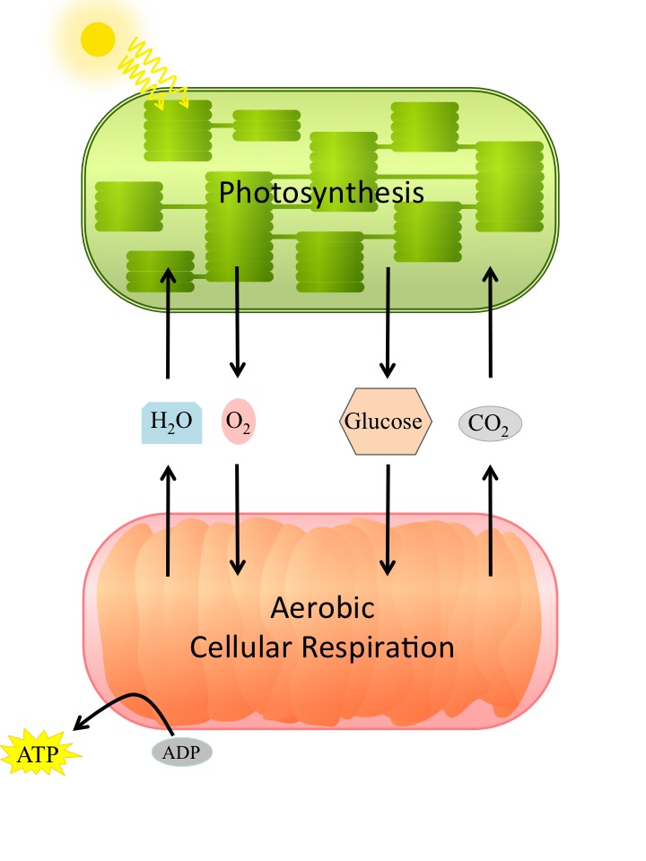 The relationship between photosynthesis and cellular respiraiton.