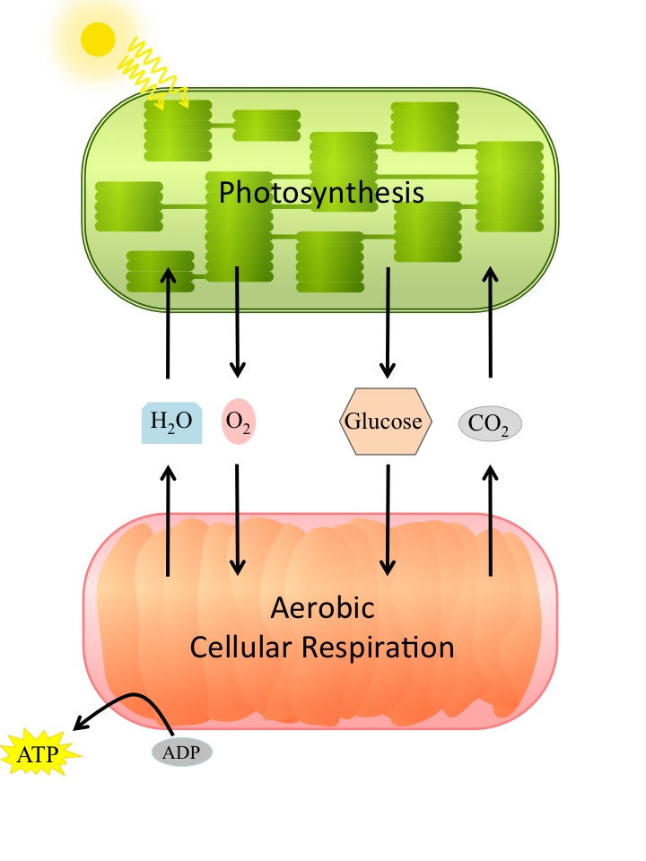 Aerobic Cellular Respiration Flow Chart