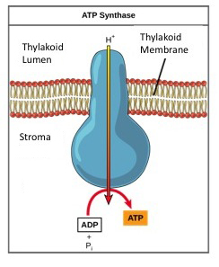 This illustration shows an ATP synthase enzyme embedded in the inner mitochondrial membrane. ATP synthase allows protons to move from an area of high concentration in the intermembrane space to an area of low concentration in the mitochondrial matrix. The energy derived from this exergonic process is used to synthesize ATP from ADP and inorganic phosphate.
