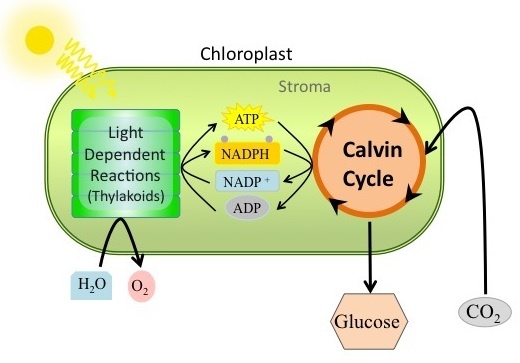 This illustration shows that ATP and NADPH produced in the light reactions are used in the Calvin cycle to make sugar.