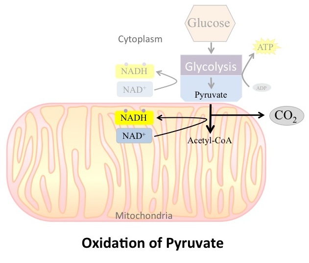 Overview of oxidation of pyruvate