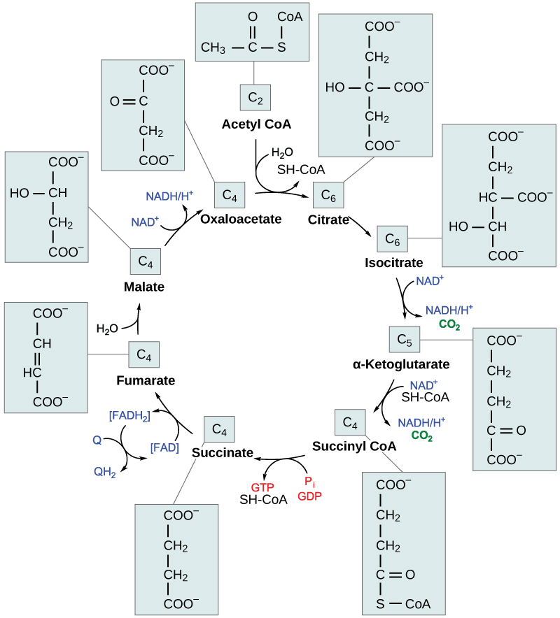 This illustration shows the eight steps of the Kreb's cycle. In the first step, the acetyl group from acetyl CoA is transferred to a four-carbon oxaloacetate molecule to form a six-carbon citrate molecule. In the second step, citrate is rearranged to form isocitrate. In the third step, isocitrate is oxidized to α-ketoglutarate. In the process, one NADH is formed from NAD^{+} and one carbon dioxide is released. In the fourth step, α-ketoglutarate is oxidized and CoA is added, forming succinyl CoA. In the process, another NADH is formed and another carbon dioxide is released. In the fifth step, CoA is released from succinyl CoA, forming succinate. In the process, one GTP is formed, which is later converted into ATP. In the sixth step, succinate is oxidized to fumarate, and one FAD is reduced to FADH_{2}. In the seventh step, fumarate is converted into malate. In the eighth step, malate is oxidized to oxaloacetate, and another NADH is formed.