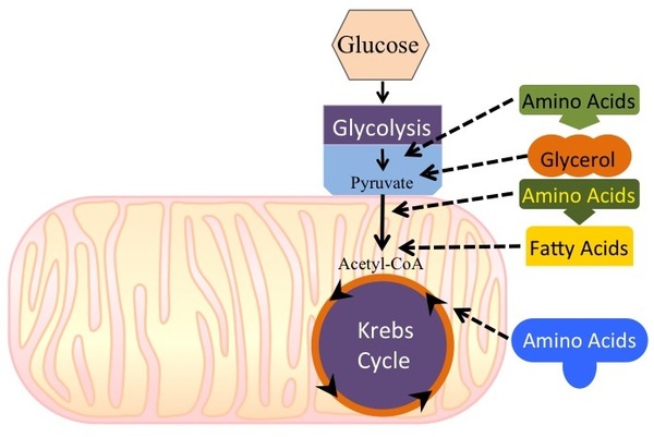 This illustration shows that glycogen, fats, and proteins can be catabolized via aerobic respiration. Glycogen is broken down into glucose, which feeds into glycolysis at the start. Fats are broken down into glycerol, which is processed by glycolysis, and fatty acids are converted into acetyl CoA. Proteins are broken down into amino acids, which are processed at various stages of aerobic respiration, including glycolysis, acetyl CoA formation, and the citric acid cycle.