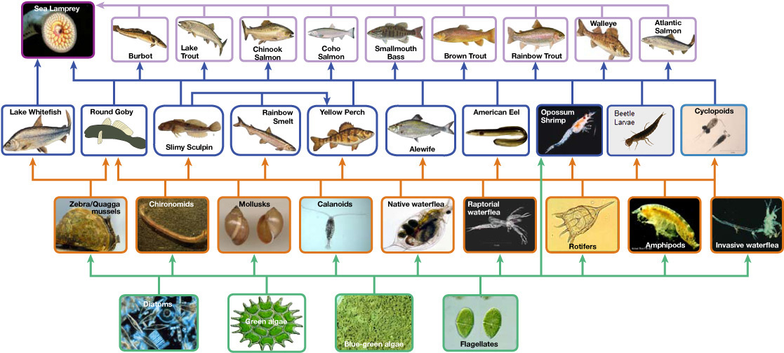  The bottom level of the illustration shows primary producers, which include diatoms, green algae, blue-green algae, flagellates, and rotifers. The next level includes the primary consumers that eat primary producers. These include calanoids, waterfleas, and cyclopoids, rotifers and amphipods. The shrimp also eats primary producers. Primary consumers are in turn eaten by secondary consumers, which are typically small fish. The small fish are eaten by larger fish, the tertiary consumers. The yellow perch, a secondary consumer, eats small fish within its own trophic level. All fish are eaten by the sea lamprey. Thus, the food web is complex with interwoven layers.