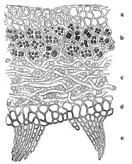  The lichen has multiple layers. The top layer, or cortex, is made up of irregularly shaped cells. Beneath this layer, the cells in the algal zone hyphae wrap around the cyanobacteria. Beneath the algal zone, long, thread-like mycelia occur. Beneath the mycelia is the lower cortex, which is similar in appearance to the upper cortex, but with larger cells. Projections beneath the lower cortex anchor the lichen to its substrate.