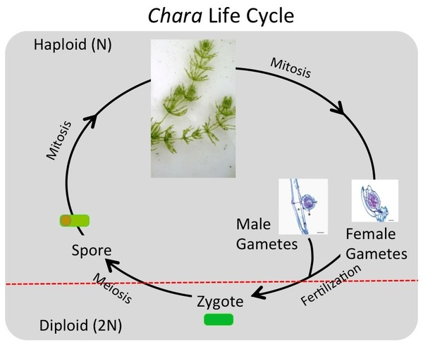 Chara life cycle 