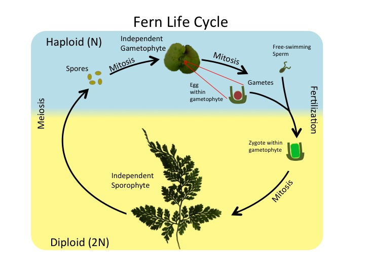 vascular seedless plants life cycle