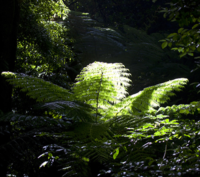 a backlit silver fern in the forests of New Zealand