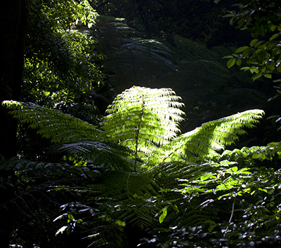 a backlit silver fern in the forests of New Zealand