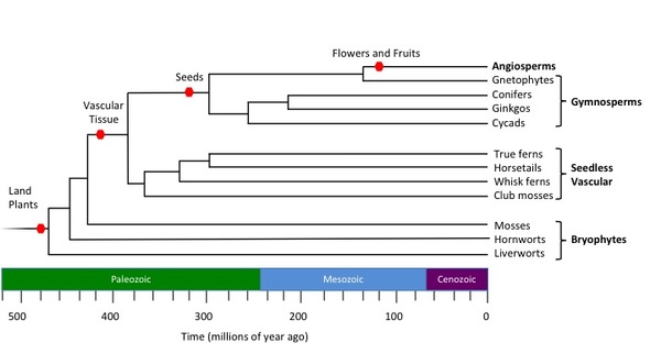  plant phylogeny