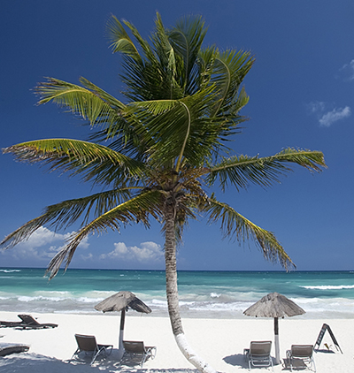 Palm tree, white beach, blue water