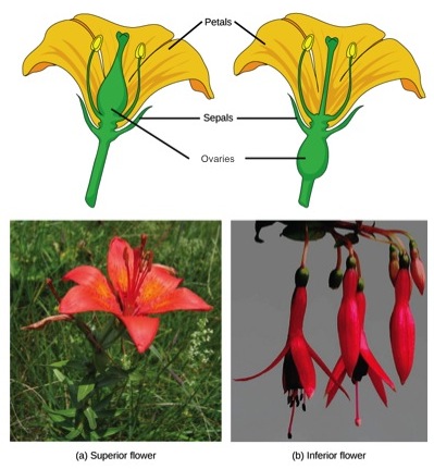  Part A shows a lily, which has an ovary above the petals. The ovary sits above the teardrop-shaped petals. Part B shows several fuchsia flowers hanging down from a stem. The ovary is below the edge of the petals.