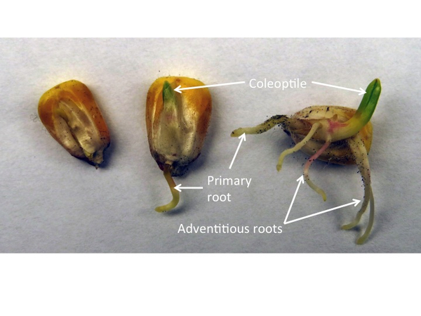  Illustration shows a round seed with a long thin radicle, or primary root, extending down from it. A yellow tip , the coleorhiza, is visible at the end of the root. Two shorter adventitious roots extend down on either side of the radicle. Growing up from the root is a thicker coleoptile, or primary shoot.