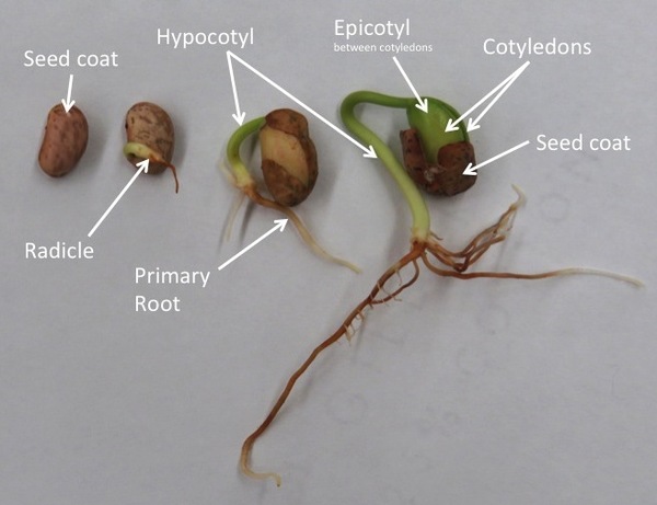  Illustration shows a round seed with a long thin radicle, or primary root, extending down from it. A yellow tip , the coleorhiza, is visible at the end of the root. Two shorter adventitious roots extend down on either side of the radicle. Growing up from the root is a thicker coleoptile, or primary shoot.