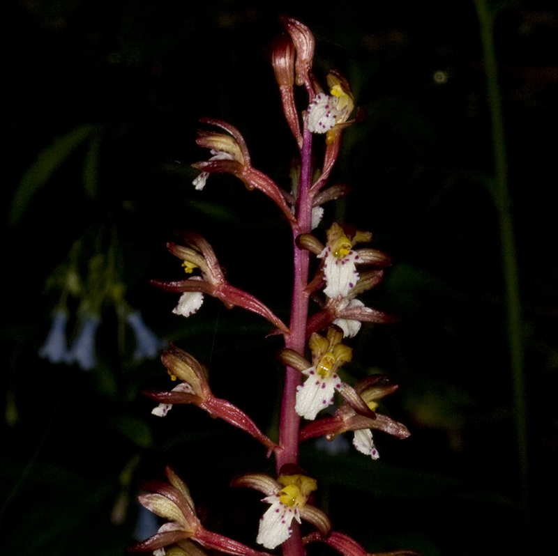  Photo shows a plant with a red stem and small white flowers spotted with red