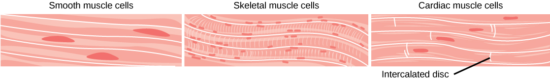 The smooth muscle cells are long and arranged in parallel bands. Each cell has a long, narrow nucleus. Skeletal muscle cells are also long but have striations across them and many small nuclei per cell. Cardiac muscles are shorter than smooth or skeletal muscle cells, and each cell has one nucleus.