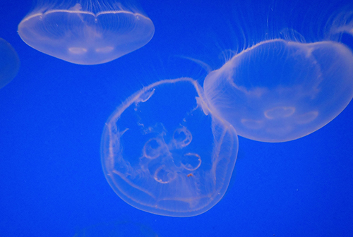Three jellyfish on a blue background