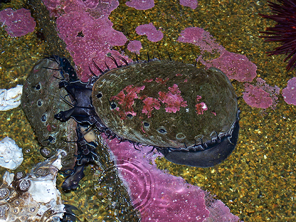 two black abalones in a tide pool