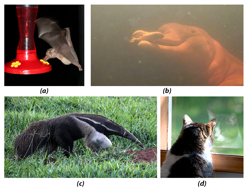 Four mammals, bat, anteater, dolphin, cat