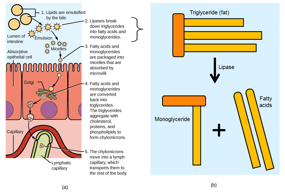 Illustration shows a row of absorptive epithelial cells that line the intestinal lumen. Hair-like microvilli project into the lumen. On the other side of the epithelial cells are capillaries and lymphatic vessels. In the intestinal lumen, lipids are emulsified by the bile. Lipases break down fats, also known as triglycerides, into fatty acids and monoglycerides. Fats are made up of three fatty acids attached to a 3-carbon glycerol backbone. In monoglycerides, two of the fatty acids are removed. The emulsified lipids form small, spherical particles called micelles that are absorbed by the epithelial cells. Inside the epithelial cells the fatty acids and monoglyerides are reassembled into triglycerides. The triglycerides aggregate with cholesterol, proteins, and phospholipids to form spherical chylomicrons. The chylomicrons are moved into a lymph capillary, which transports them to the rest of the body.