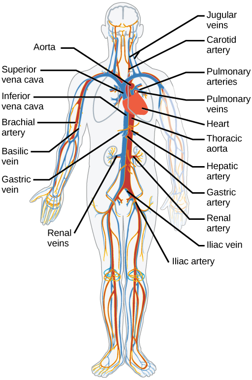 Illustration shows the major human blood vessels. From the heart, blood is pumped into the aorta and distributed to systemic arteries. The carotid arteries bring blood to the head. The brachial arteries bring blood to the arms. The thoracic aorta brings blood down the trunk of the body along the spine. The hepatic, gastric and renal arteries, which branch from the thoracic aorta, bring blood to the liver, stomach and kidneys, respectively. The iliac artery brings blood to the legs. Blood is returned to the heart through two major veins, the superior vena cava at the top, and the inferior vena cava at the bottom. The jugular veins return blood from the head. The basilic veins return blood from the arms.  The hepatic, gastric and renal veins return blood from the liver, stomach and kidneys, respectively. The iliac vein returns blood from the legs.