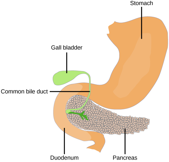 The pancreas is a grainy, teardrop-shaped organ tucked between the stomach and intestine.