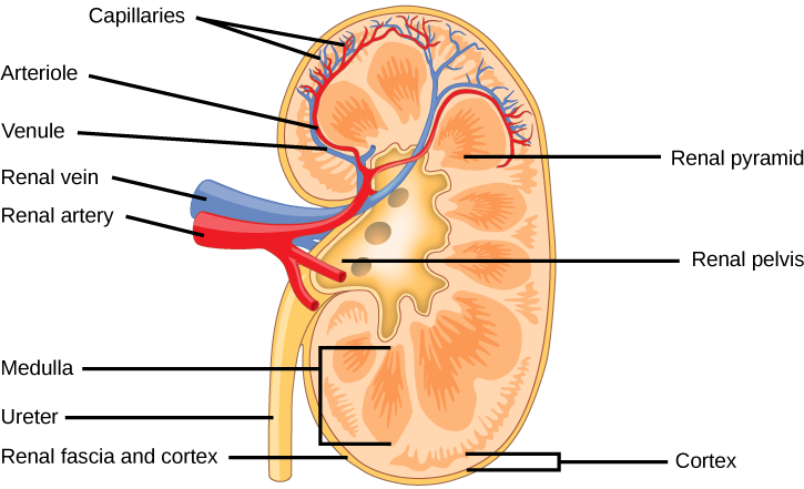 The kidney is shaped like a kidney bean standing on end. Two layers, the outer renal fascia and an inner capsule, cover the outside of the kidney. The inside of the kidney consists of three layers: the outer cortex, the middle medulla and the inner renal pelvis. The renal pelvis is flush with the concave side of the kidney, and empties into the ureter, a tube that runs down outside the concave side of the kidney. Nine renal pyramids are embedded in the medulla, which is the thickest kidney layer. Each renal pyramid is teardrop-shaped, with the narrow end facing the renal pelvis. The renal artery and renal vein enter the concave part of the kidney, just above the ureter. The renal artery and renal vein branch into arterioles and venuoles, respectively, which extend into the kidney and branch into capillaries in the cortex.