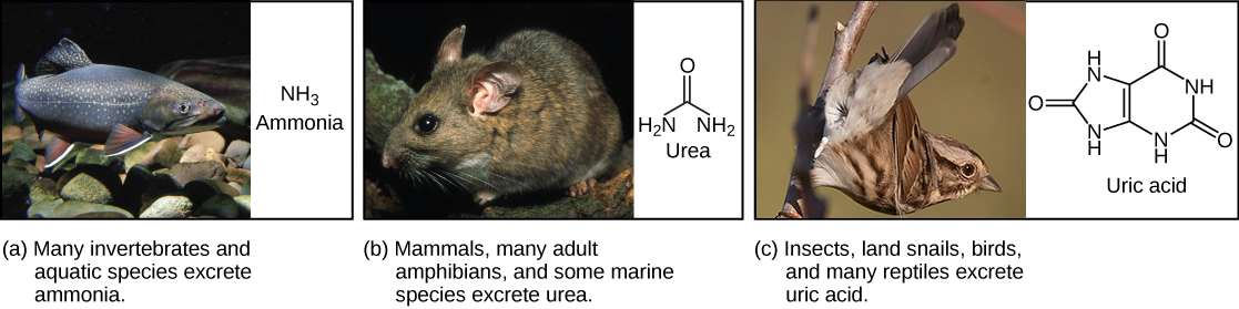 Part A shows a photo of a freshwater fish and states that many invertebrates and aquatic species excrete ammonia. The chemical structure of ammonia is NH3. Part B shows a photo of a wood rat and states that mammals, many adult amphibians, and some marine species excrete urea. The chemical structure of urea is shown. Urea has two NH2 groups attached to a central carbon. An oxygen is also double-bonded to this central carbon. Part C shows a photo of a pigeon and states that insects, land snails, birds, and many reptiles excrete uric acid. The chemical structure of uric acid is shown. Uric acid has a six-membered carbon ring attached to a five-membered ring. Each ring has two NH groups embedded in it. An oxygen is double-bonded to each ring.