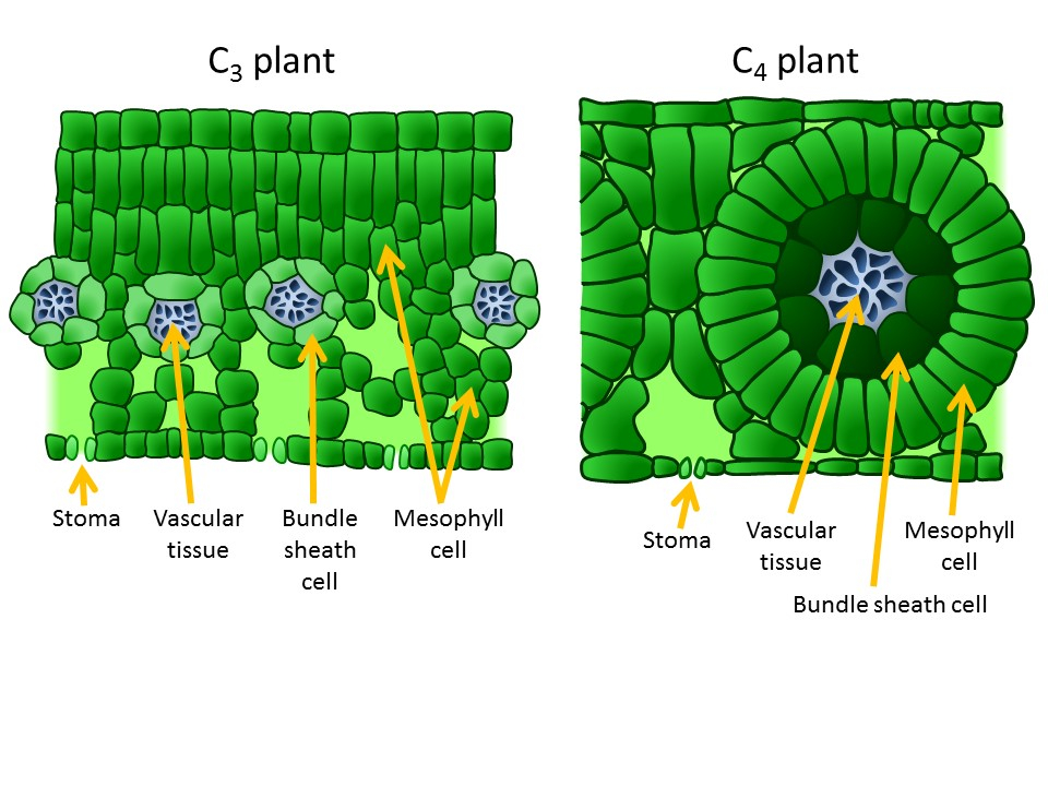 C3_C4 cross section