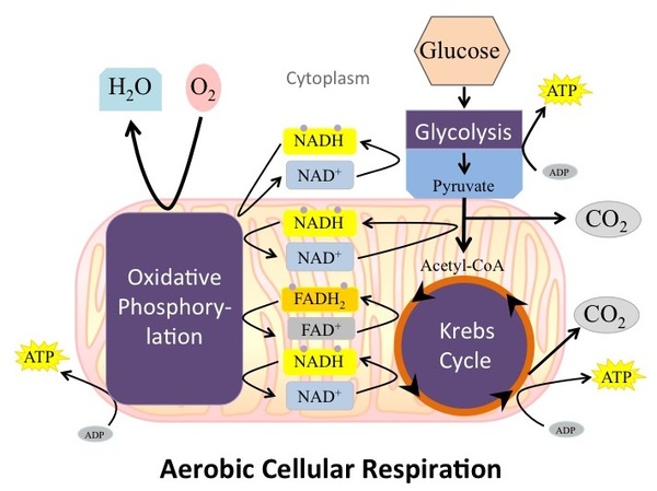 Overview of aerobic cellular respiration