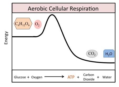 Equation for aerobic cellular respiration