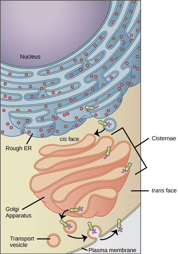 The left part of this figure shows the rough ER with an integral membrane protein embedded in it. The part of the protein facing the inside of the ER has a carbohydrate attached to it. The protein is shown leaving the ER in a vesicle that fuses with the cis side of the Golgi apparatus. The Golgi apparatus consists of several layers of membranes, called cisternae. As the protein passes through the cisternae, it is further modified by the addition of more carbohydrates. Eventually, it leaves the trans face of the Golgi in a vesicle. The vesicle fuses with the cell membrane so that the carbohydrate that was on the inside of the vesicle now faces the outside of the membrane. At the same time, the contents of the vesicle are ejected from the cell.