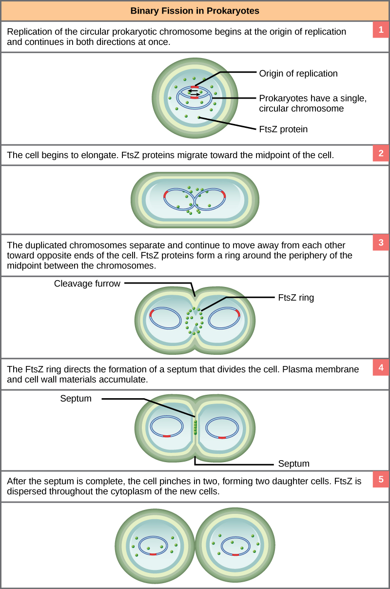 This illustration shows the steps of binary fission in prokaryotes. Replication of the single, circular chromosome begins at the origin of replication and continues simultaneously in both directions. As the DNA is replicated, the cell elongates, and FtsZ proteins migrate toward the center of the cell where they form a ring. The FtsZ ring directs the formation of a septum that divides the cell in two once DNA replication is complete.