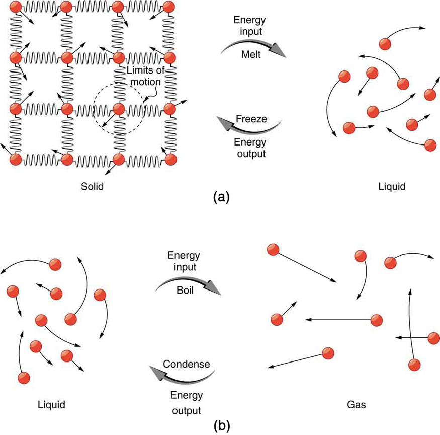 Figure a shows a four by four square lattice object labeled solid. The lattice is made of four rows of red spheres, with each row containing four spheres. The spheres are attached together horizontally and vertically by springs, defining vacant square spaces between the springs. A short arrow points radially outward from each sphere. The arrows on the different spheres point in different directions but are the same length, and one of them terminates at a dashed circle that is labeled limits of motion. To the right of this object are shown two curved arrows. The upper curved arrow points rightward and is labeled “energy input” and “melt.” The lower arrow points leftward and is labeled “energy output” and “freeze.” To the right of the curved arrows is a drawing labeled liquid. This drawing contains nine red spheres arranged randomly, with a curved arrow emanating from each sphere. The arrows are of different lengths and point in different directions.Figure b shows a drawing labeled liquid that is essentially the same as that of figure a. To the right of this drawing are shown two curved arrows. The upper curved arrow points rightward and is labeled “energy input” and “boil.” The lower arrow points leftward and is labeled “energy output” and “condense.” To the right of the curved arrows is another drawing of randomly arranged red spheres that is labeled gas. This drawing contains eight red spheres and each sphere has a straight or a curved arrow emanating from it. Compared to the drawing to the left that is labeled liquid, these arrows are longer and the red spheres are more widely spaced.