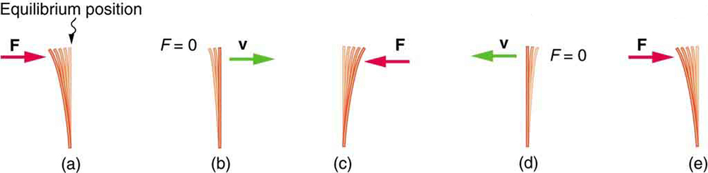 A series of illustrations of vibrating plastic rulers is shown demonstrating Hooke’s law.