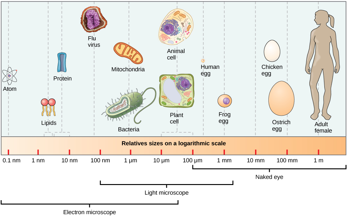 Part a: Relative sizes on a logarithmic scale, from 0.1 nm to 1 m, are shown. Objects are shown from smallest to largest. The smallest object shown, an atom, is about 1 nm in size. The next largest objects shown are lipids and proteins; these molecules are between 1 and 10 nm. Bacteria are about 100 nm, and mitochondria are about 1 greek mu m. Plant and animal cells are both between 10 and 100 greek mu m. A human egg is between 100 greek mu m and 1 mm. A frog egg is about 1 mm, A chicken egg and an ostrich egg are both between 10 and 100 mm, but a chicken egg is larger. For comparison, a human is approximately 1 m tall.