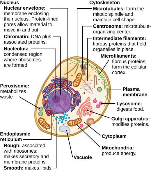 Part a: This illustration shows a typical eukaryotic animal cell, which is egg shaped. The fluid inside the cell is called the cytoplasm, and the cell is surrounded by a cell membrane. The nucleus takes up about one-half the width of the cell. Inside the nucleus is the chromatin, which is composed of DNA and associated proteins. A region of the chromatin is condensed into the nucleolus, a structure where ribosomes are synthesized. The nucleus is encased in a nuclear envelope, which is perforated by protein-lined pores that allow entry of material into the nucleus. The nucleus is surrounded by the rough and smooth endoplasmic reticulum, or ER. The smooth ER is the site of lipid synthesis. The rough ER has embedded ribosomes that give it a bumpy appearance. It synthesizes membrane and secretory proteins. In addition to the ER, many other organelles float inside the cytoplasm. These include the Golgi apparatus, which modifies proteins and lipids synthesized in the ER. The Golgi apparatus is made of layers of flat membranes. Mitochondria, which produce food for the cell, have an outer membrane and a highly folded inner membrane. Other, smaller organelles include peroxisomes that metabolize waste, lysosomes that digest food, and vacuoles.  Ribosomes, responsible for protein synthesis, also float freely in the cytoplasm and are depicted as small dots. The last cellular component shown is the cytoskeleton, which has four different types of components: microfilaments, intermediate filaments, microtubules, and centrosomes. Microfilaments are fibrous proteins that line the cell membrane and make up the cellular cortex. Intermediate filaments are fibrous proteins that hold organelles in place. Microtubules form the mitotic spindle and maintain cell shape. Centrosomes are made of two tubular structures at right angles to one another. They form the microtubule-organizing center.