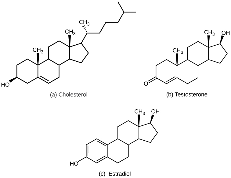 Part A shows the molecular structure of cholesterol, which has three six-carbon rings attached to a five-carbon ring. A hydroxyl group is attached to the first six-membered ring, and a branched carbon chain is attached to the five-membered ring. Two methyl groups are attached each to a carbon that links the rings together. Part B shows the molecular structure of testosterone, which has a hydroxyl group in place of the branched carbon chain found on cholesterol. A ketone instead of a hydroxyl group is attached to the six-membered ring. Part C shows the molecular structure of estradiol, which, like testosterone, has a hydroxyl group in place of cholesterol’s branched carbon chain. Estradiol also lacks one of the methyl groups found in cholesterol.