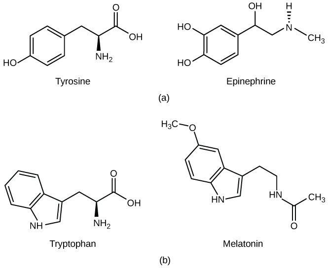 Part A shows the amino acid tyrosine on the left and epinephrine on the right. Epinephrine is similar in structure to tyrosine, with minor modifications. Part B shows the amino acid tryptophan on the left and the structurally similar melatonin on the right.