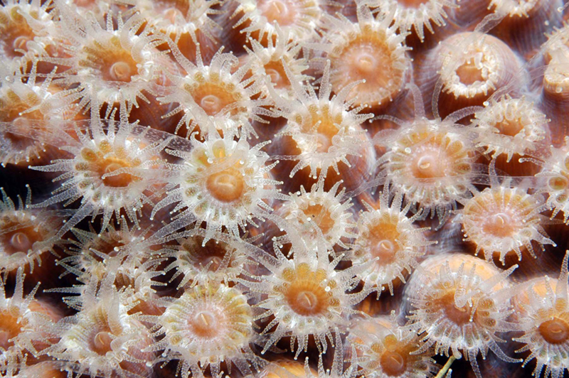  Image shows many coral polyps clustered together. Each Polyp is cup-shaped, with tentacles radiating out from the rim.