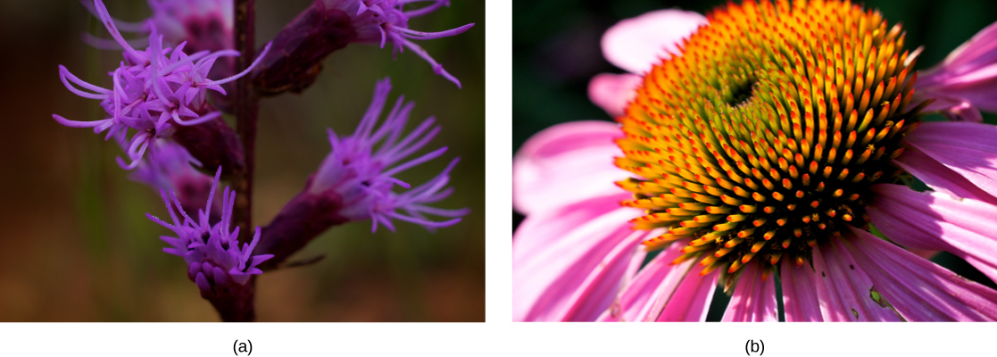 Photo A shows a stalk with several clusters of small purple flowers with long, delicate petals. Photo B shows a daisy-like flower with purple petals and a large central structure with many spikes, resembling a sea urchin.