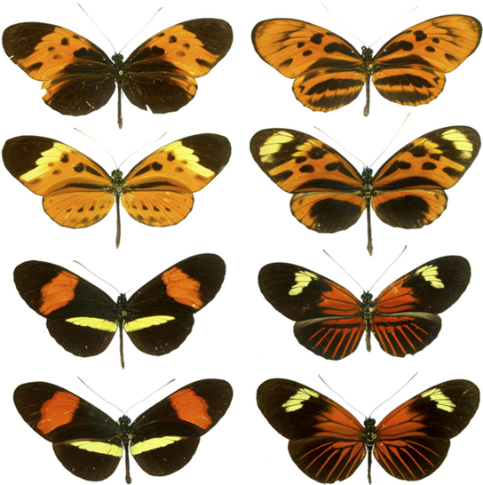 Photos show four pairs of butterflies that are virtually identical to one another in color and banding pattern.