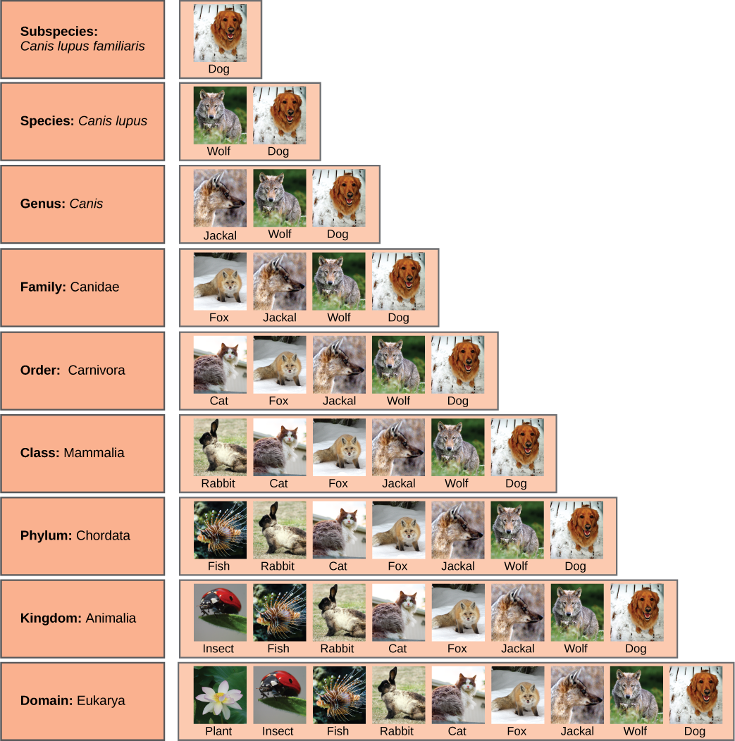 Illustration shows the taxonomic groups shared by various species. All of the organisms shown are in the domain Eukarya: plants, insects, fish, rabbits, cats, foxes, jackals wolves, and dogs. Of theses, insects, fish, rabbits, cats, foxes, jackals, wolves and dogs are in the kingdom Animalia. Within the kingdom Animalia, fish, rabbits, cats, foxes, jackals, wolves, and dogs are in the phylum Chordata. Rabbits, cats, foxes, jackals, wolves, and dogs are in the class Mammalia. Cats, foxes, jackals, wolves, and dogs are in the order Carnivora. Foxes, jackals, wolves, and dogs are in the family Canidae. Jackals, wolves and dogs are in the genus Canis. Wolves and Dogs and have the species name Canis lupus. Dogs have the subspecies name Canis lupus familiaris.