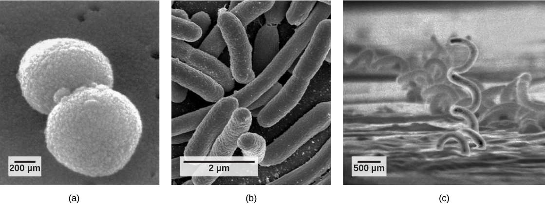 Scanning electron micrograph a shows ball-shaped cocci. Scanning electron micrograph b shows rod-shaped bacilli. Scanning electron micrograph c shows corkscrew-shaped spirilla.