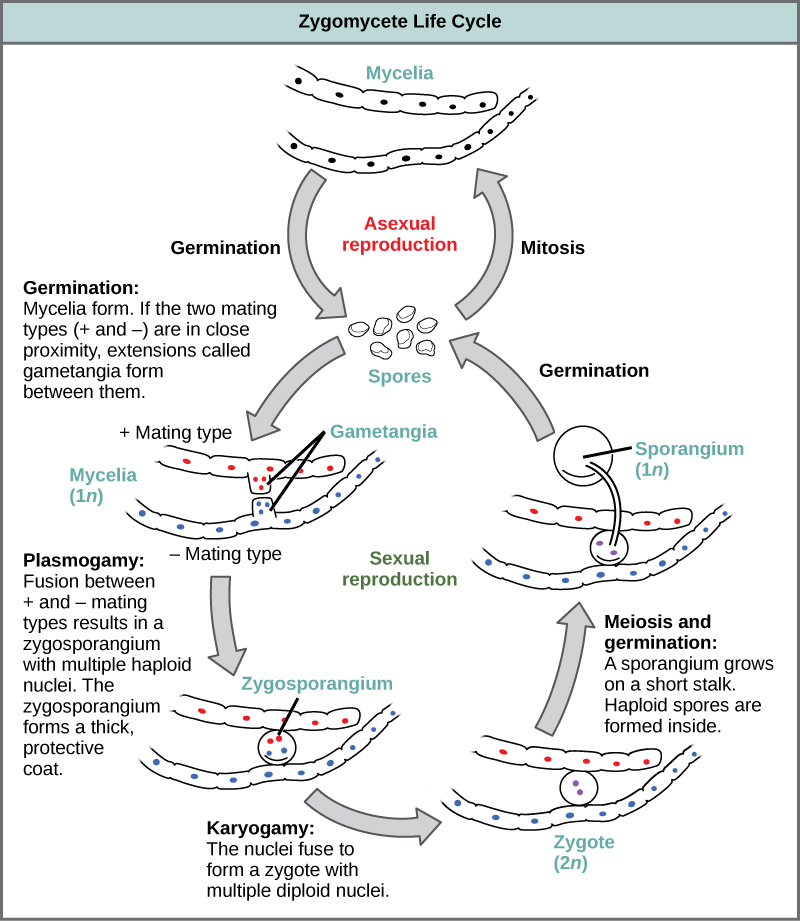 The asexual and sexual life cycles of zygomycetes are shown. In the asexual life cycle, 1n spores undergo mitosis to form long chains of cells called mycelia. Germination results in the formation of more spores. In the sexual life cycle, spores germinate to form mycelia with two different mating types: plus and minus. If the plus and minus mating types are in close proximity, extensions called gametangia form between them. In a process called plasmogamy, the gametangia fuse to form a zygosporangium with multiple haploid nuclei. A thick, protective coat forms around the zygosporangium. In a process called karyogamy, the nuclei fuse to form a zygote with multiple diploid (2n) nuclei. The zygote undergoes meiosis and germination. A sporangium grows on a short stalk. Haploid spores are formed inside. The spores germinate, ending the cycle.